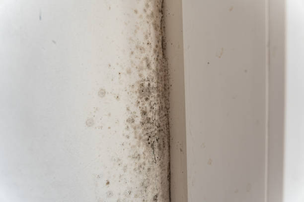 Best Residential Mold Inspection & Testing  in Milford, IA